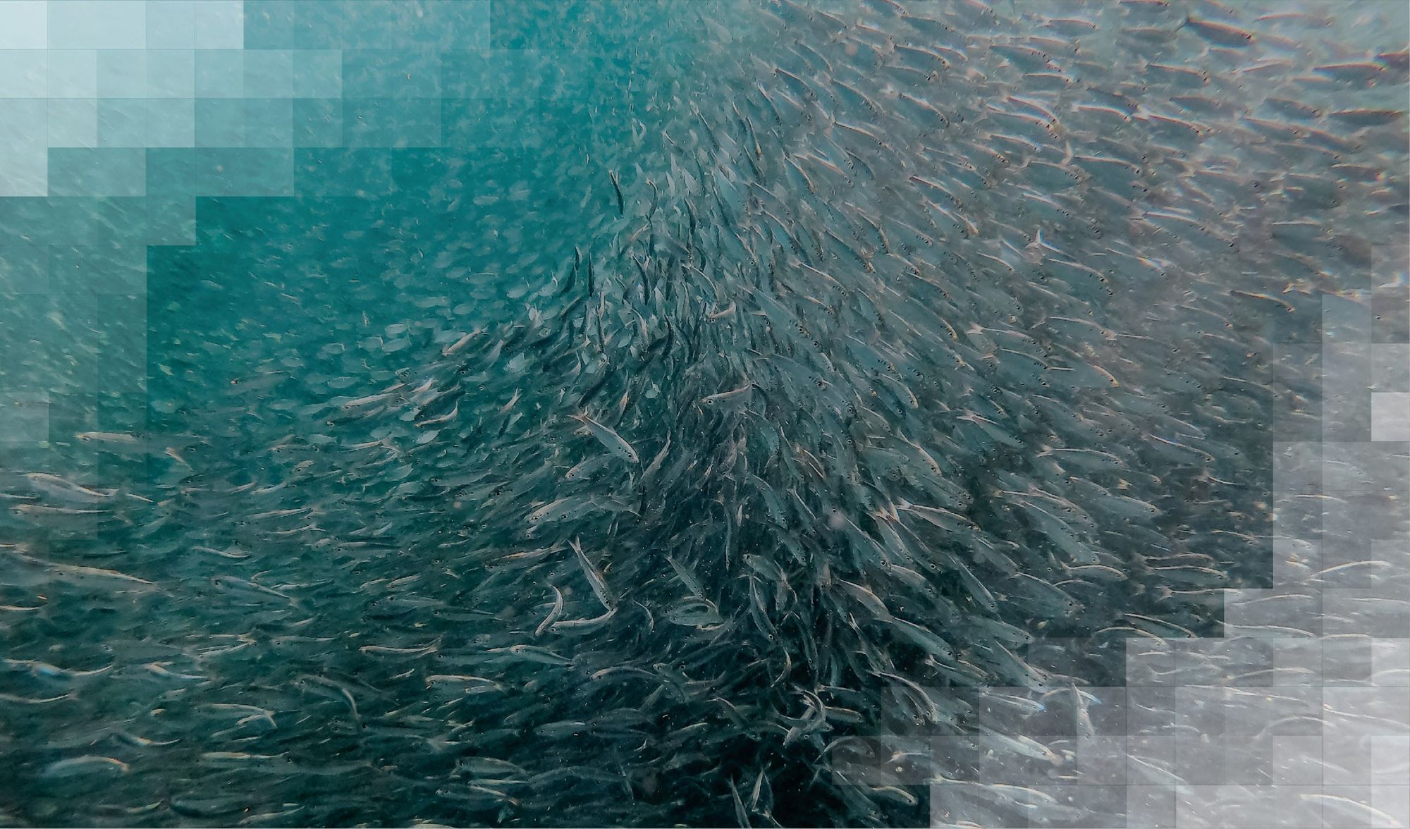 Guidelines for Standardised and Comparable Reporting across Blue Planet Fund Projects